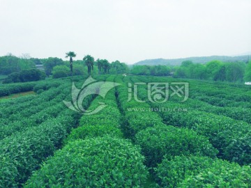 茶园 园艺 茶叶 风景