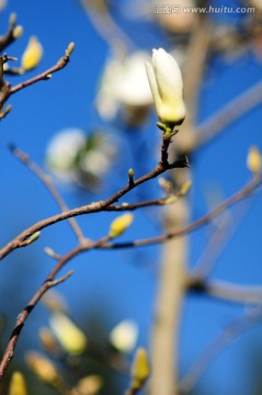 木棉花