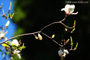 木棉花