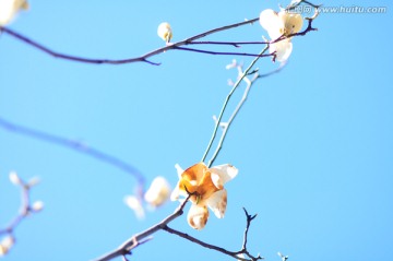 木棉花