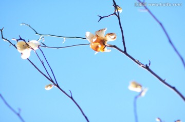 木棉花