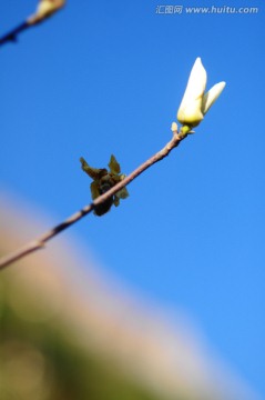 木棉花