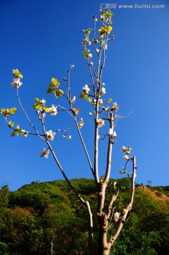 木棉花