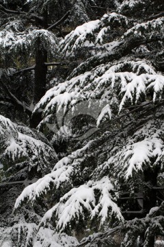 雪松