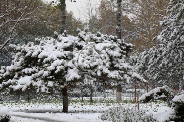 雪松