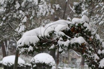 雪松