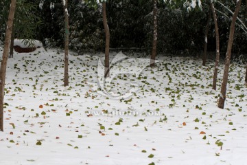 雪地