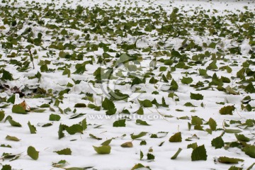 雪地