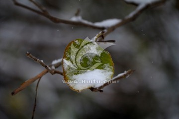 叶子 冰雪