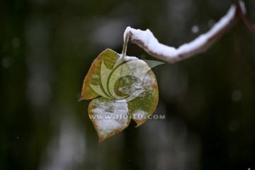 叶子 冰雪