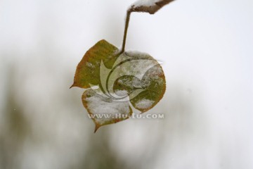 叶子 冰雪