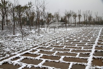 雪景 道路 园林