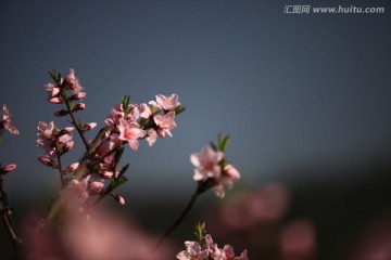 桃花 花卉