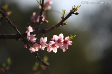 桃花 花卉