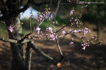 桃花 花卉