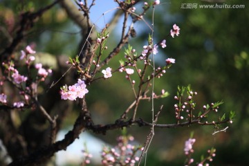 桃花 花卉