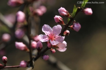 微距 桃花花卉