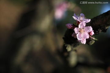 微距 桃花花卉