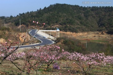 桃花 花卉