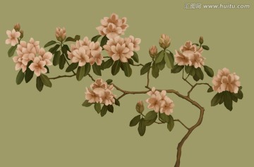 粉色廣玉蘭