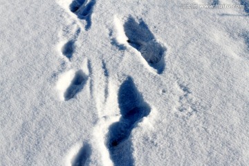 冬天 白雪 雪