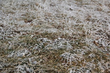 霜冻的草
