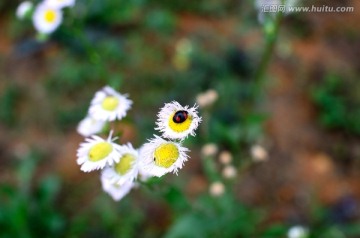 野蒿上面爬着瓢虫