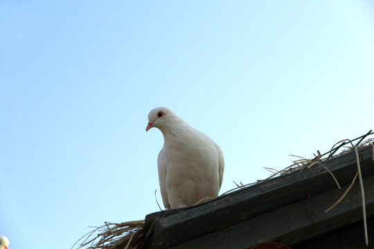 鸽子