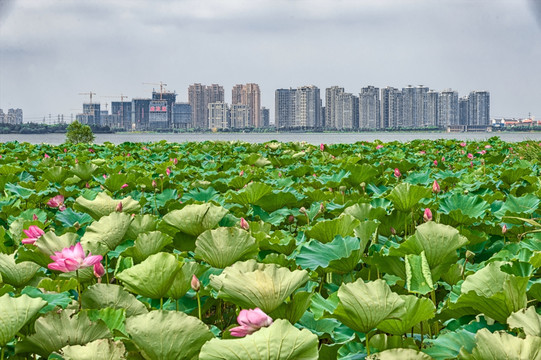 苏州城市风光