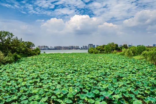 苏州城市风光