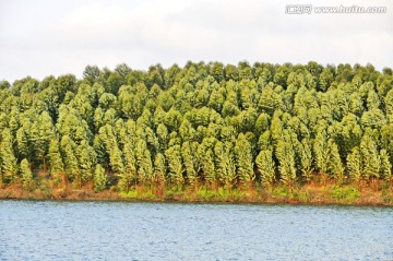 桉樹林
