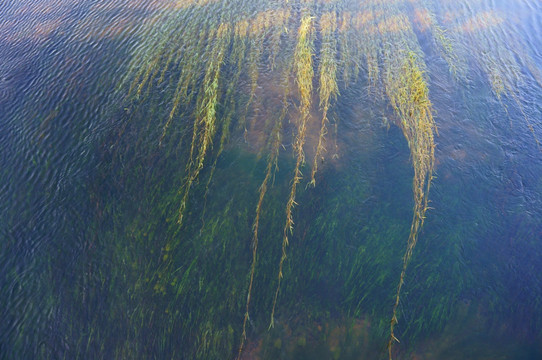 水草