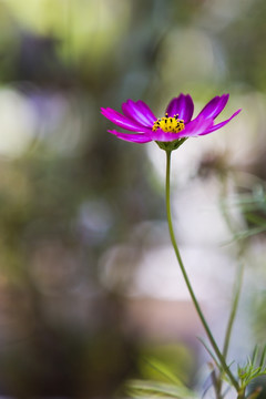 波斯菊