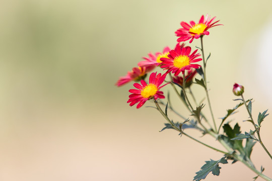 小菊花