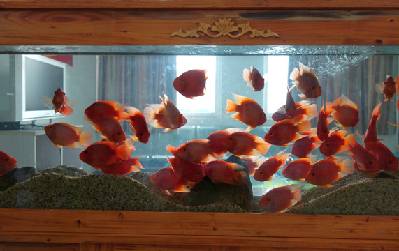 金鱼 红金鱼 鱼缸