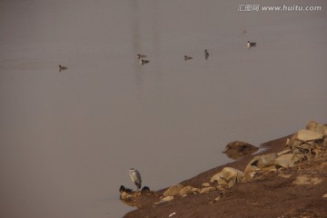 灰鹳与野鸭