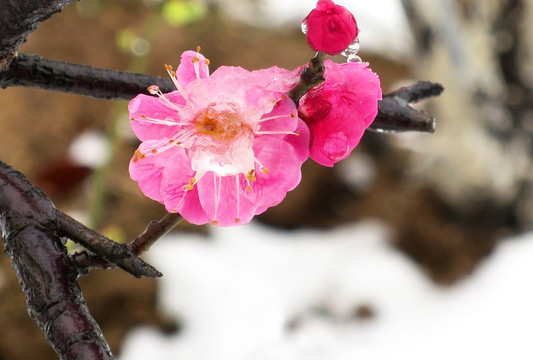 雪中梅花