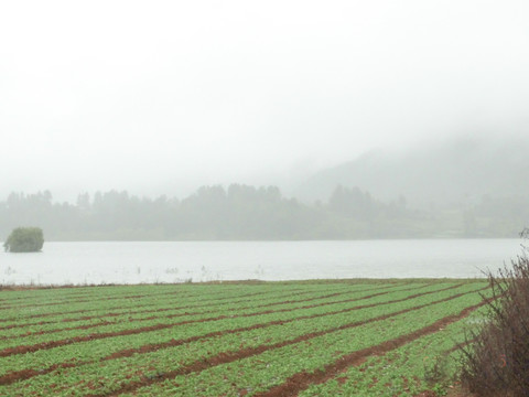 田野