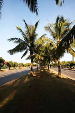 椰子树 公路旁