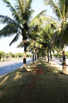 椰子树 公路旁