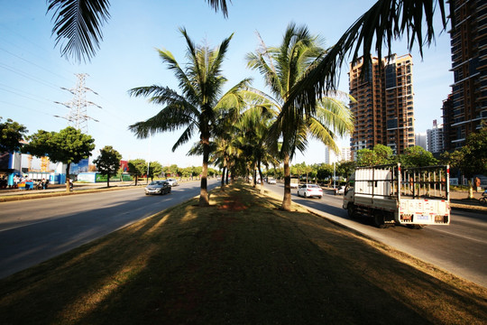 椰子树 公路旁