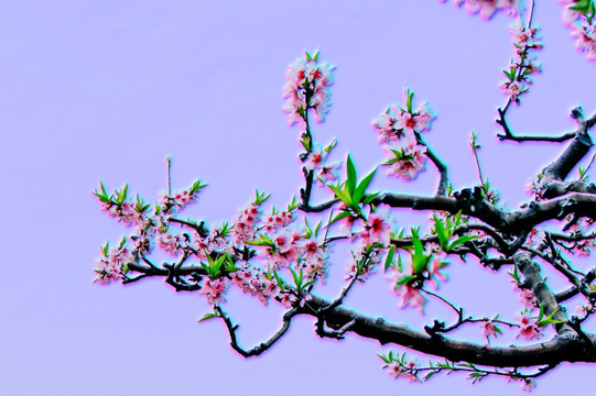 桃花枝 裝飾畫