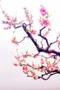 桃花枝 裝飾畫