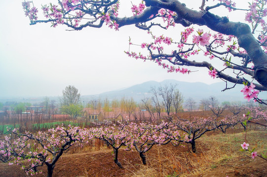 田园桃花 非高清