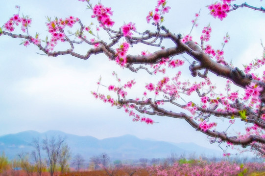 田园桃花 装饰画