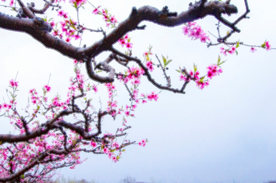 桃花枝 裝飾畫