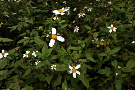 野菊花