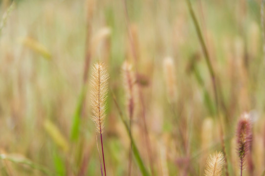 狗尾巴草