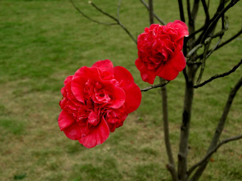 茶花 红山茶