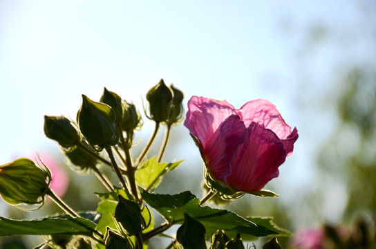 格桑花